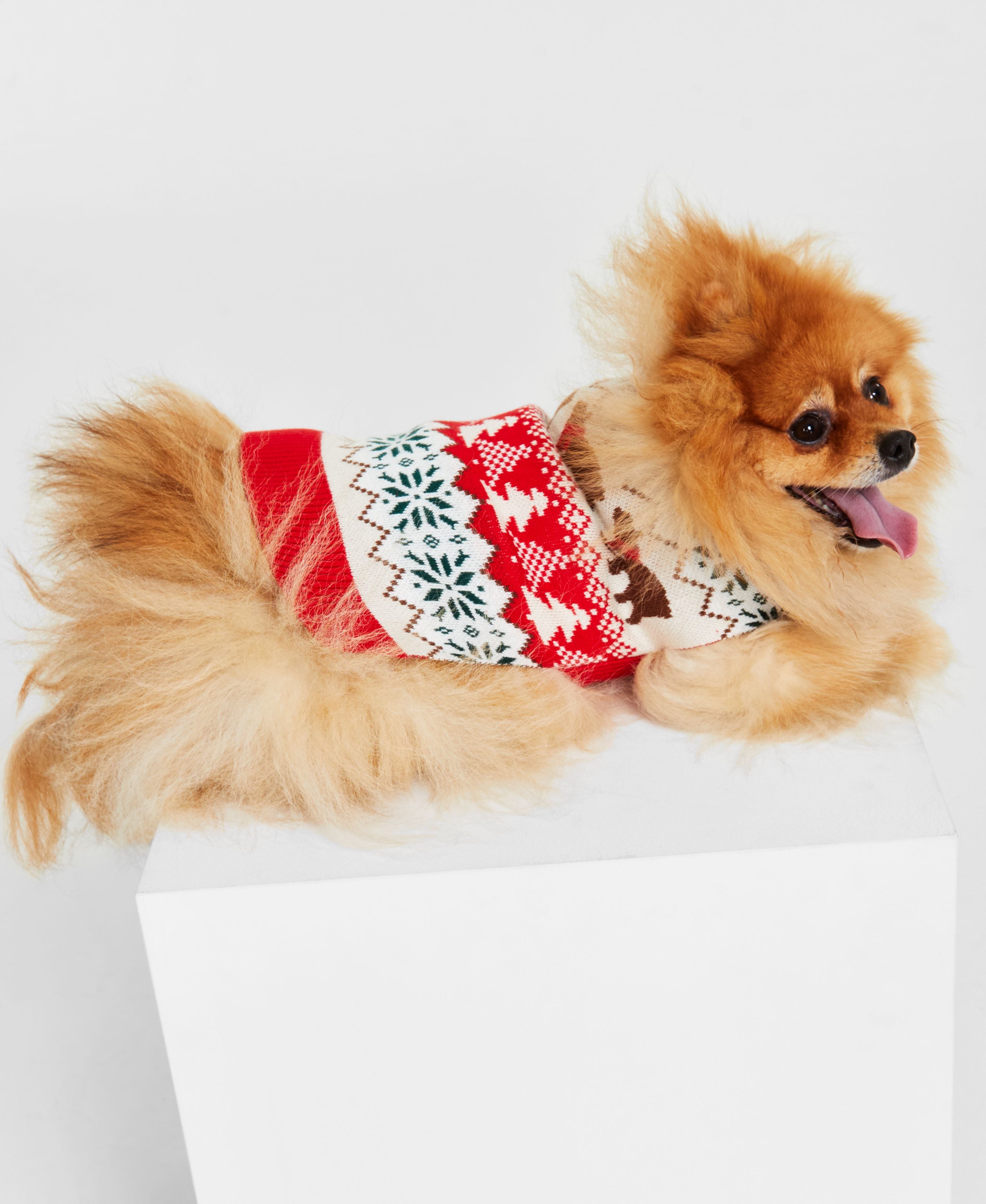 Holiday Lane Dog Santa Bear Sweater